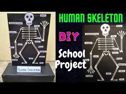 Diy Cardboard Toy Skeleton Model