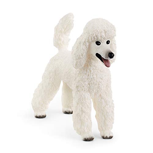 Miniature Poodle Vs Toy